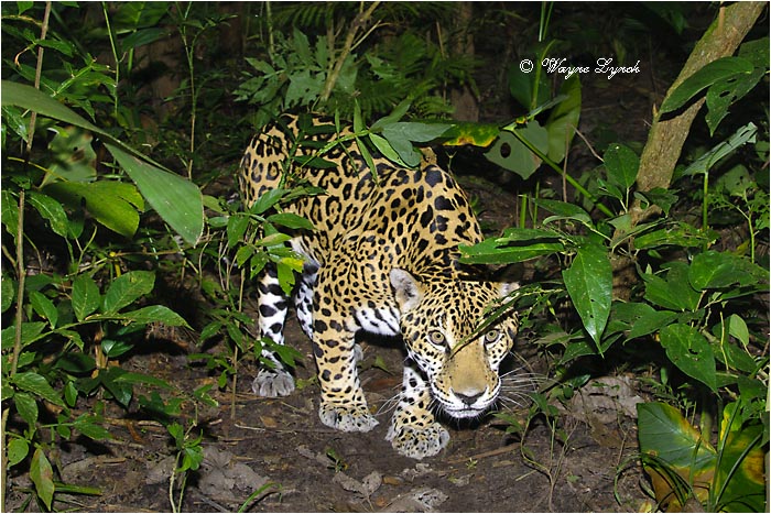 Jaguar 108 by Dr. Wayne Lynch &copy;